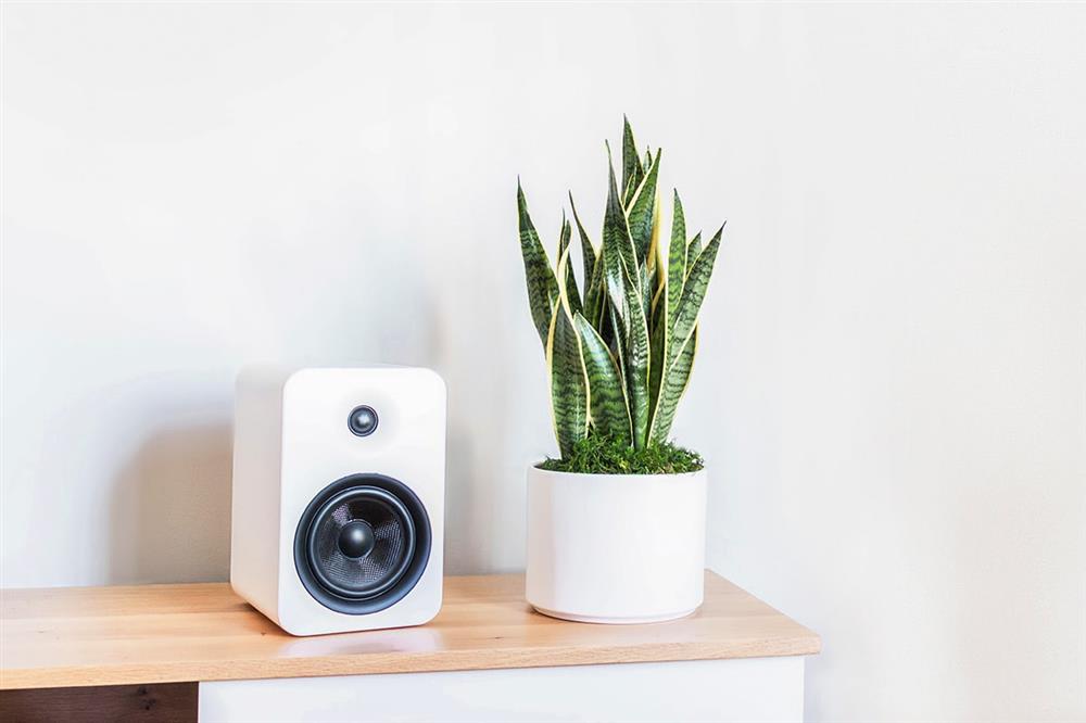 Nếu thường xuyên dùng máy tính thì đây là các loại cây cảnh bạn nên có vì chống bức xạ điện từ cực tốt-7