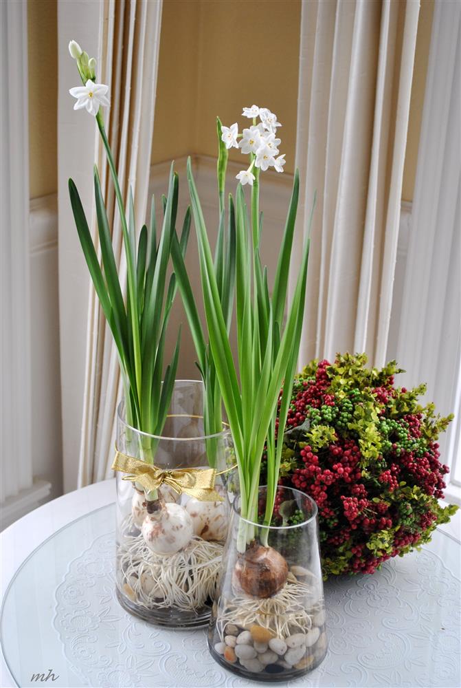 Nếu thường xuyên dùng máy tính thì đây là các loại cây cảnh bạn nên có vì chống bức xạ điện từ cực tốt-8