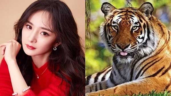 4 con giáp giàu số 2 không ai số 1: Hỷ tín tới nhà, tiền bạc chật két trong 150 ngày tới-2