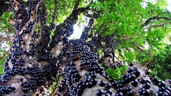 3 loại kỳ hoa dị thảo trái mọc từ thân, hái bán mãi không hết-2