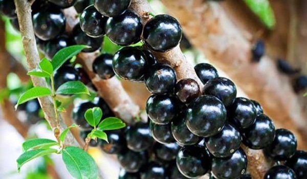 3 loại kỳ hoa dị thảo trái mọc từ thân, hái bán mãi không hết-3