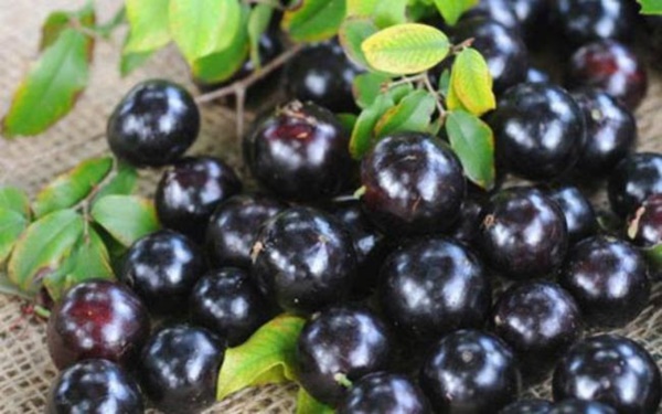 3 loại kỳ hoa dị thảo trái mọc từ thân, hái bán mãi không hết-4