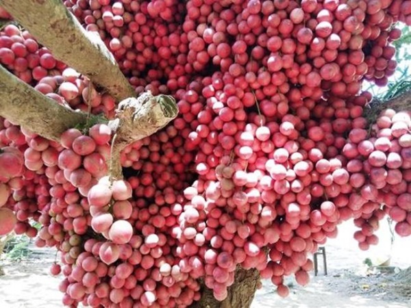 3 loại kỳ hoa dị thảo trái mọc từ thân, hái bán mãi không hết-7