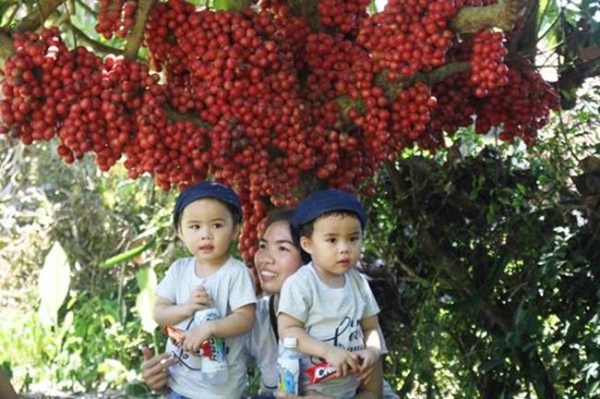 3 loại kỳ hoa dị thảo trái mọc từ thân, hái bán mãi không hết-8