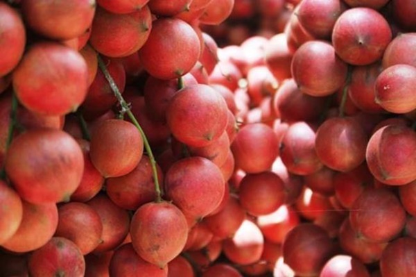 3 loại kỳ hoa dị thảo trái mọc từ thân, hái bán mãi không hết-10