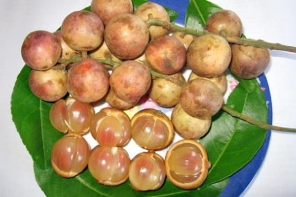 3 loại kỳ hoa dị thảo trái mọc từ thân, hái bán mãi không hết-11