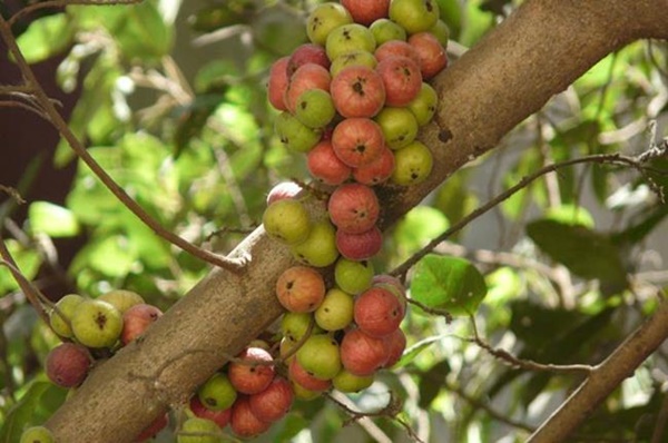 3 loại kỳ hoa dị thảo trái mọc từ thân, hái bán mãi không hết-12