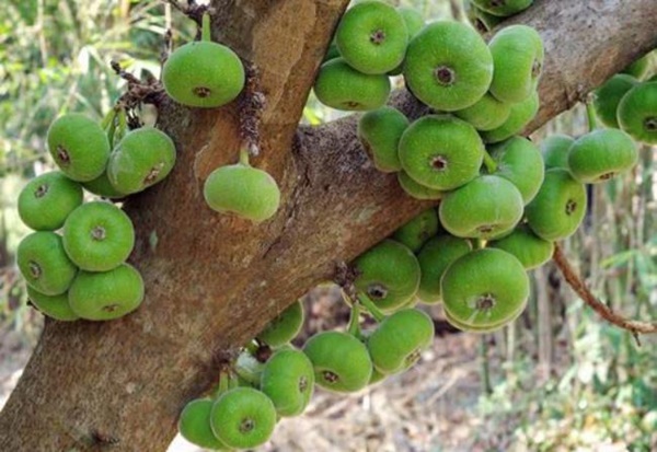 3 loại kỳ hoa dị thảo trái mọc từ thân, hái bán mãi không hết-13