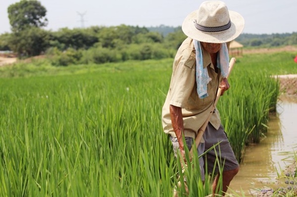 Jack Ma bán nấm nổi tiếng một thời: Kiếm bộn tiền nhờ ngoại hình giống tỷ phú nhưng chớp mắt quay lại vạch xuất phát vì một lý do-2
