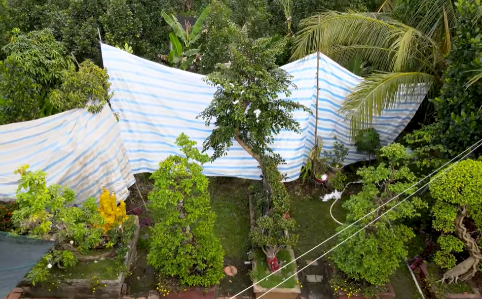 Ngắm cây vú sữa dáng rồng cổ quái, chồng hỏi ý vợ rồi hô 3 tỷ đồng: Sự thật hé lộ thú vị-1