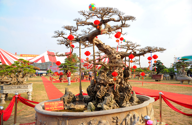 Ngắm cây vú sữa dáng rồng cổ quái, chồng hỏi ý vợ rồi hô 3 tỷ đồng: Sự thật hé lộ thú vị-8