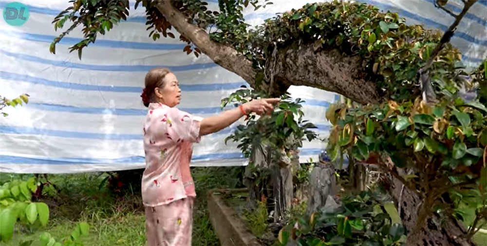 Ngắm cây vú sữa dáng rồng cổ quái, chồng hỏi ý vợ rồi hô 3 tỷ đồng: Sự thật hé lộ thú vị-4