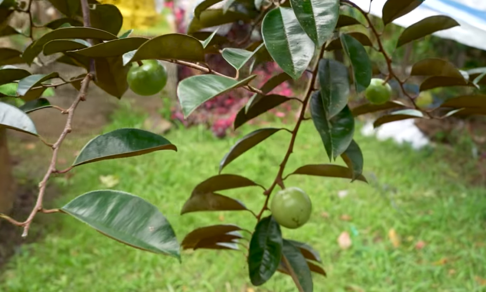 Ngắm cây vú sữa dáng rồng cổ quái, chồng hỏi ý vợ rồi hô 3 tỷ đồng: Sự thật hé lộ thú vị-7