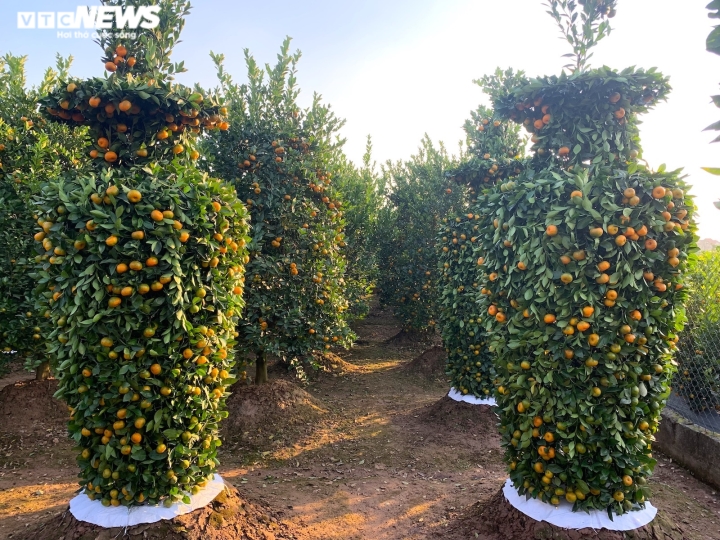 Quýt lục bình khổng lồ cao hơn 4m ngóng khách, lo ế ẩm vụ Tết Nhâm Dần-1