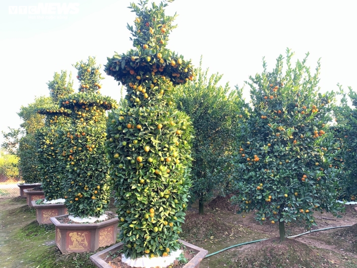 Quýt lục bình khổng lồ cao hơn 4m ngóng khách, lo ế ẩm vụ Tết Nhâm Dần-10