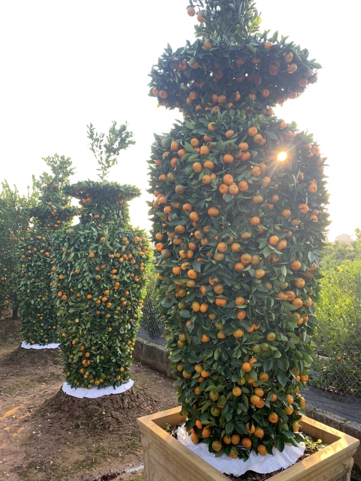Quýt lục bình khổng lồ cao hơn 4m ngóng khách, lo ế ẩm vụ Tết Nhâm Dần-11