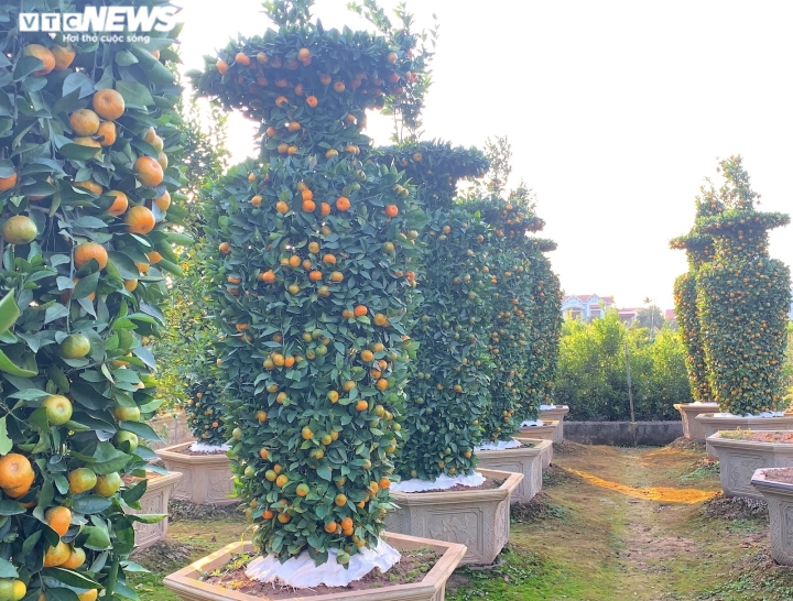 Quýt lục bình khổng lồ cao hơn 4m ngóng khách, lo ế ẩm vụ Tết Nhâm Dần-2