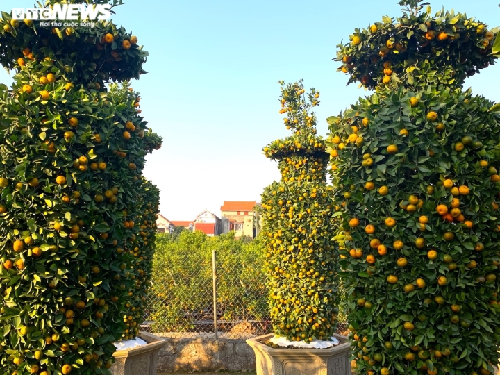 Quýt lục bình khổng lồ cao hơn 4m ngóng khách, lo ế ẩm vụ Tết Nhâm Dần-3