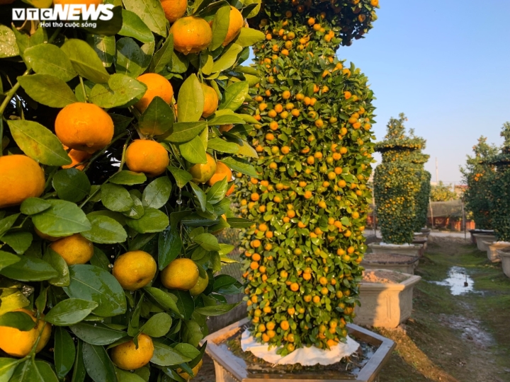 Quýt lục bình khổng lồ cao hơn 4m ngóng khách, lo ế ẩm vụ Tết Nhâm Dần-5