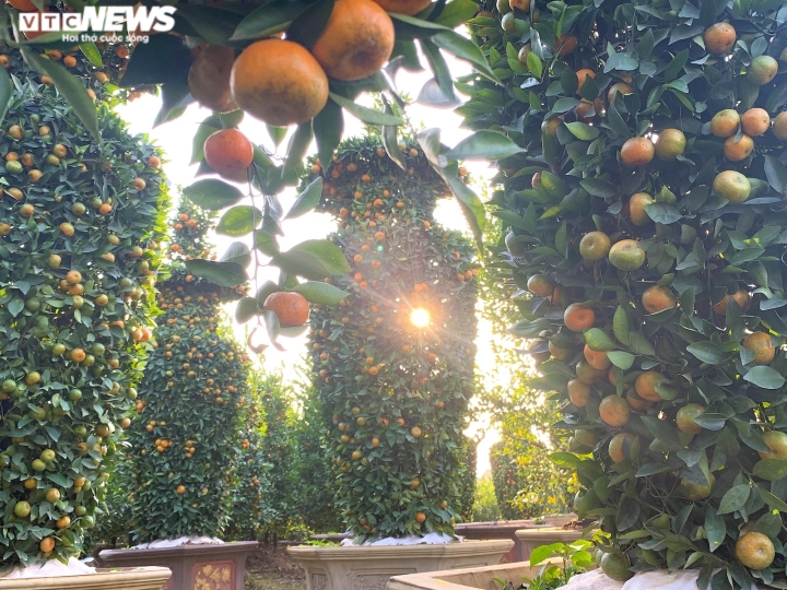 Quýt lục bình khổng lồ cao hơn 4m ngóng khách, lo ế ẩm vụ Tết Nhâm Dần-6