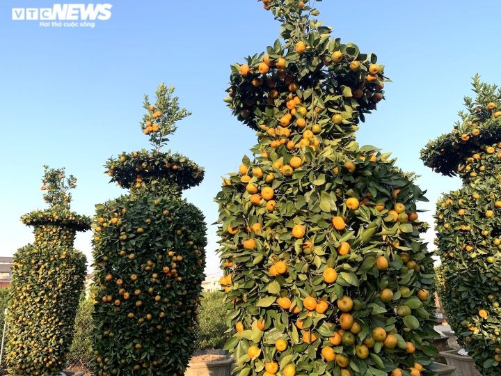 Quýt lục bình khổng lồ cao hơn 4m ngóng khách, lo ế ẩm vụ Tết Nhâm Dần-7