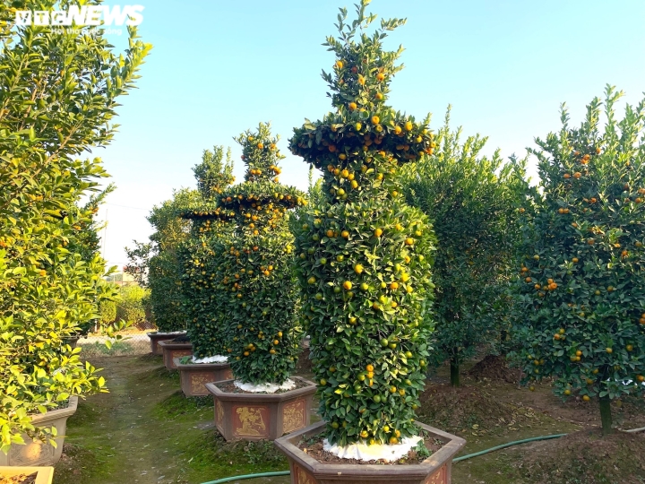 Quýt lục bình khổng lồ cao hơn 4m ngóng khách, lo ế ẩm vụ Tết Nhâm Dần-8