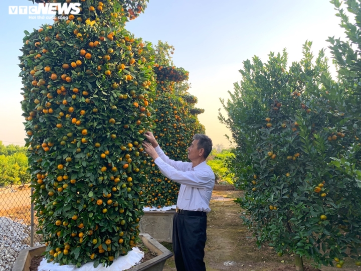 Quýt lục bình khổng lồ cao hơn 4m ngóng khách, lo ế ẩm vụ Tết Nhâm Dần-9