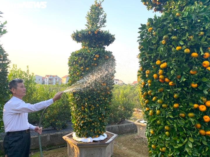 Quýt lục bình khổng lồ cao hơn 4m ngóng khách, lo ế ẩm vụ Tết Nhâm Dần-12