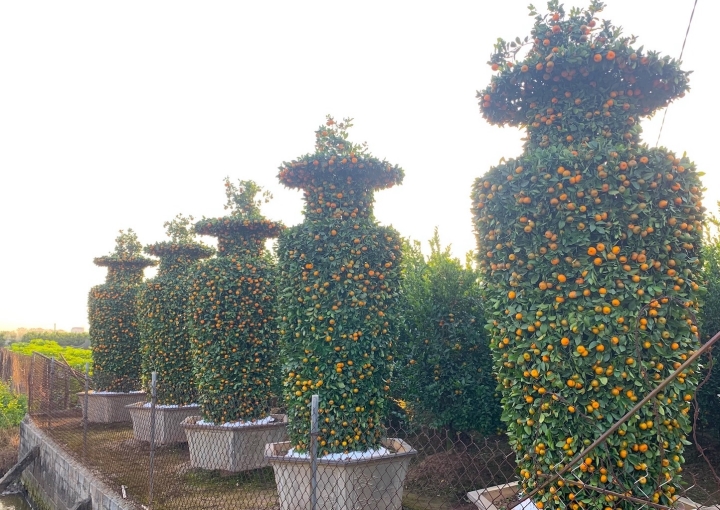 Quýt lục bình khổng lồ cao hơn 4m ngóng khách, lo ế ẩm vụ Tết Nhâm Dần-13