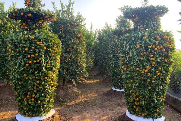 Hàng độc trăm triệu chơi Tết: Quất, chanh sai lúc lỉu trên thân bưởi cổ thụ-18