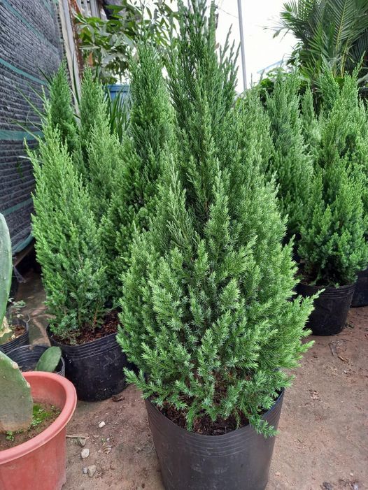 Noel 2021: Cây sơn tùng soán ngôi thay thông đắt đỏ trong mùa Giáng Sinh-2