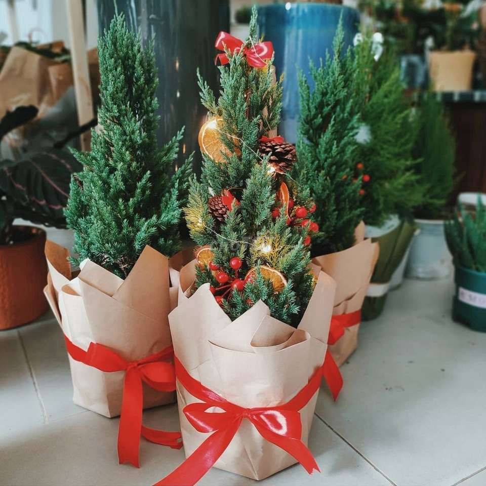 Noel 2021: Cây sơn tùng soán ngôi thay thông đắt đỏ trong mùa Giáng Sinh-5