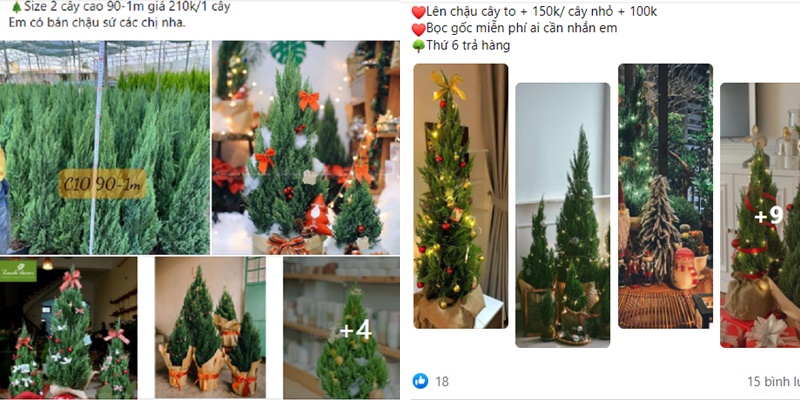 Noel 2021: Cây sơn tùng soán ngôi thay thông đắt đỏ trong mùa Giáng Sinh-10