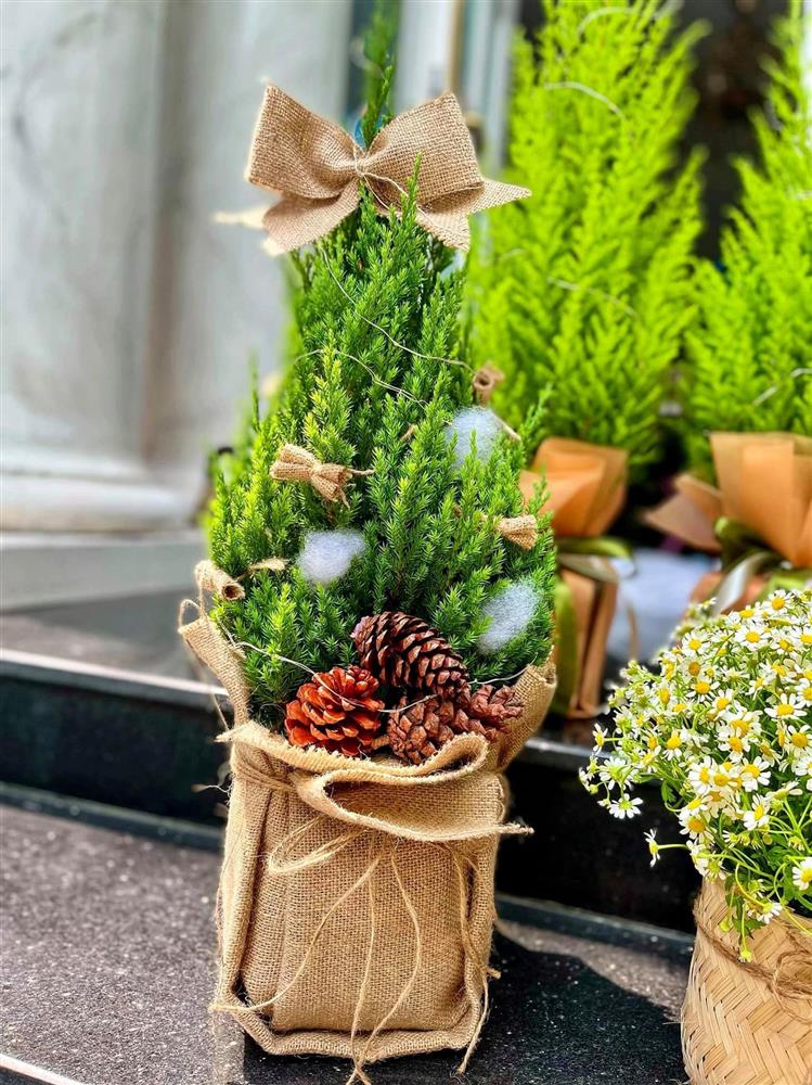 Noel 2021: Cây sơn tùng soán ngôi thay thông đắt đỏ trong mùa Giáng Sinh-6