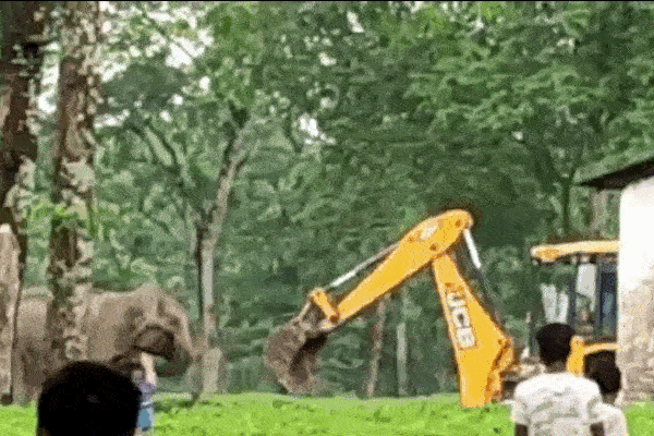 Clip: Hổ dữ nhảy vọt qua đầu voi, vồ trúng nhân viên kiểm lâm-1