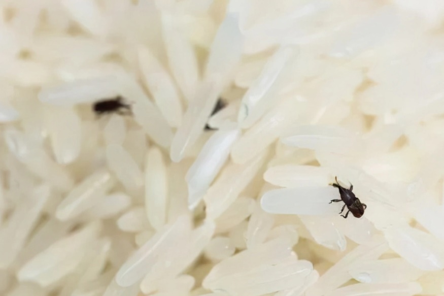 Gạo bị mọt có ăn được không? Học ngay mẹo nhỏ này để loại bỏ chúng nhanh chóng, gạo sạch bách chẳng còn một con-1