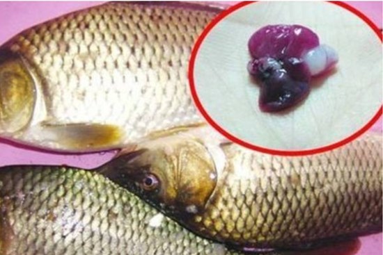 2 bộ phận của cá chứa cực nhiều 