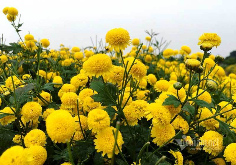 Họa mi trắng hết hot, dân Hà thành lại chơi loại hoa vàng rực-1