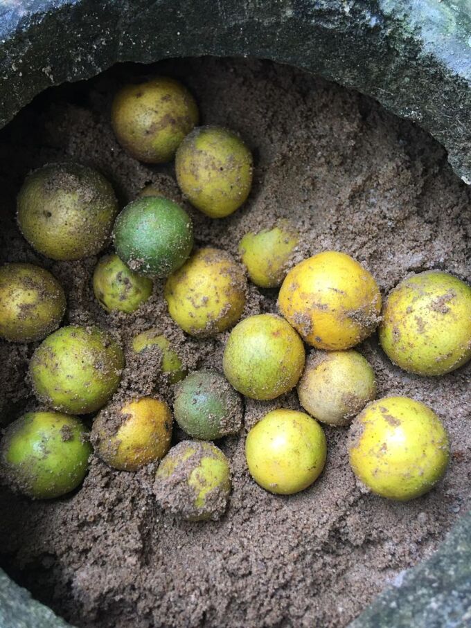 Mẹo bảo quản chanh tươi 2 tháng bằng đất-1