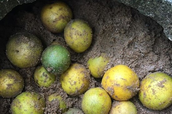 Mẹo bảo quản chanh tươi 2 tháng bằng đất