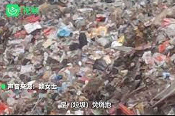 Chú chó biểu tượng Dogecoin lâm bệnh nặng-4