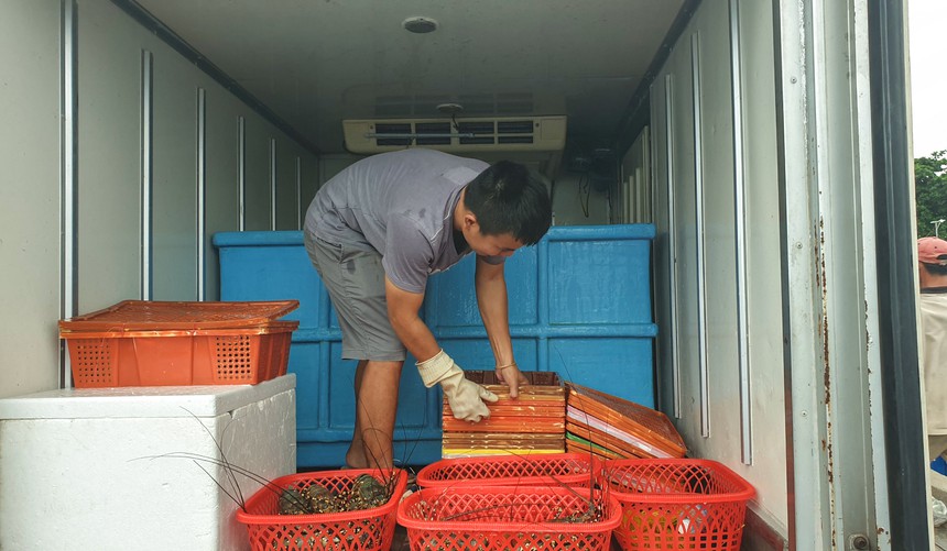 Giá tôm hùm tăng 3-4 lần sau dịch-1