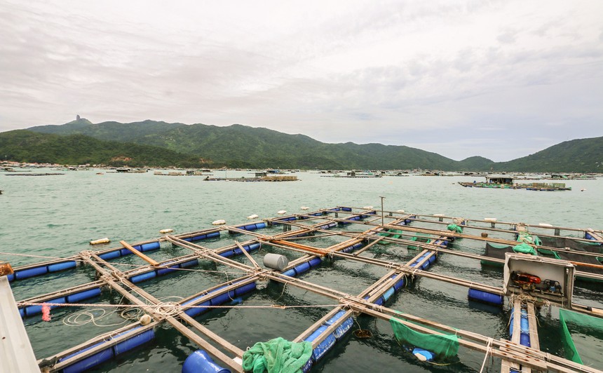 Giá tôm hùm tăng 3-4 lần sau dịch-2