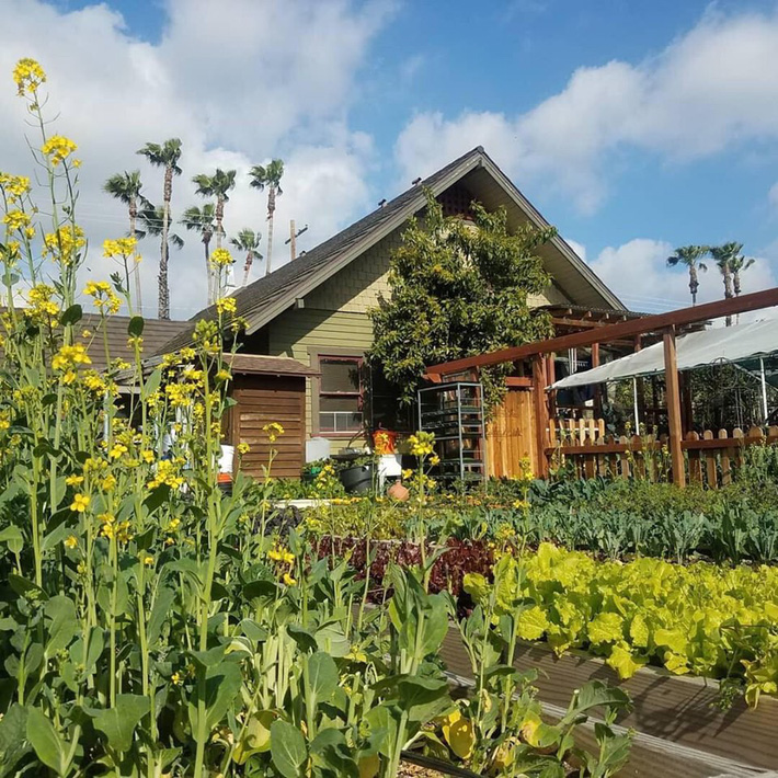 Khu vườn trồng rau quả sạch rộng 4000m² của gia đình nhiều thế hệ gắn bó với nghề nông-3