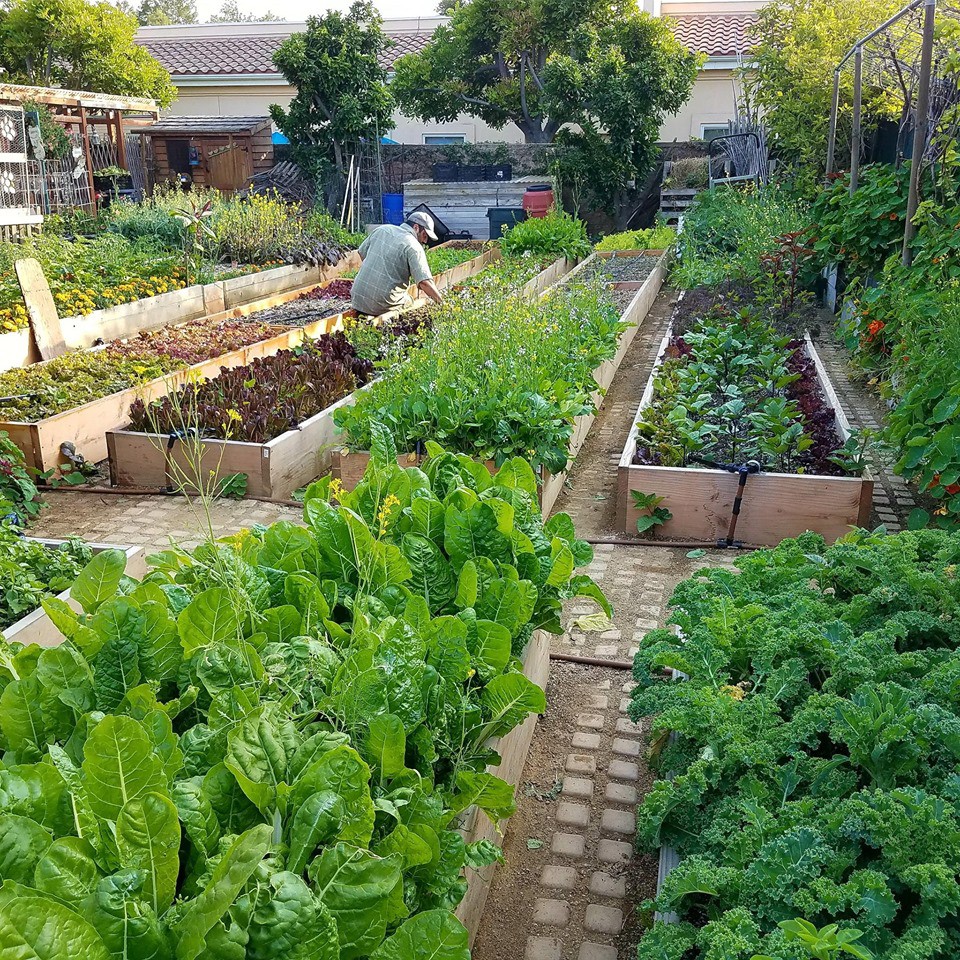 Khu vườn trồng rau quả sạch rộng 4000m² của gia đình nhiều thế hệ gắn bó với nghề nông-10