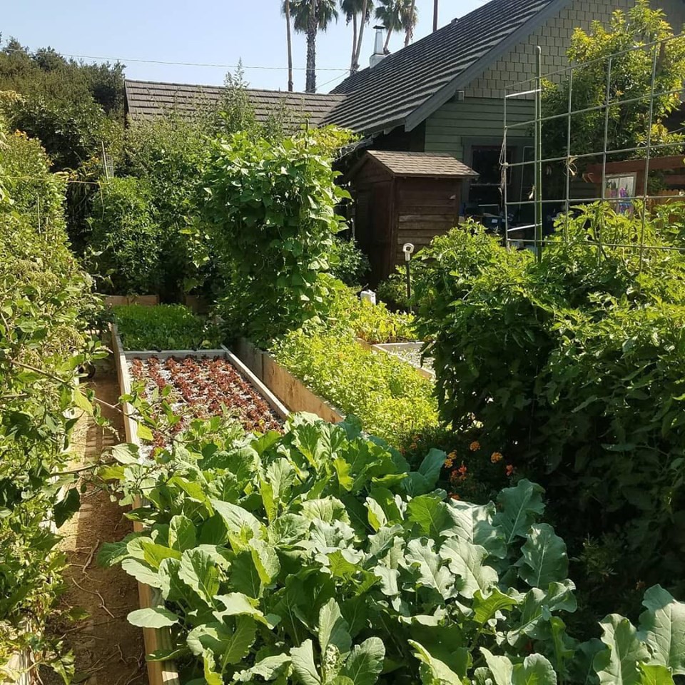 Khu vườn trồng rau quả sạch rộng 4000m² của gia đình nhiều thế hệ gắn bó với nghề nông-12