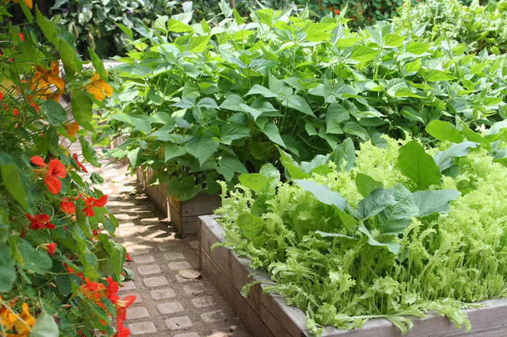 Khu vườn trồng rau quả sạch rộng 4000m² của gia đình nhiều thế hệ gắn bó với nghề nông-6