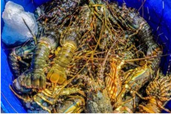 Tôm hùm ngon nhất thế giới giảm giá gần 60% ở siêu thị Việt, vài ngày bán được nửa tấn-6