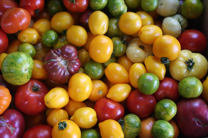 Khu vườn trồng rau quả sạch rộng 4000m² của gia đình nhiều thế hệ gắn bó với nghề nông-14