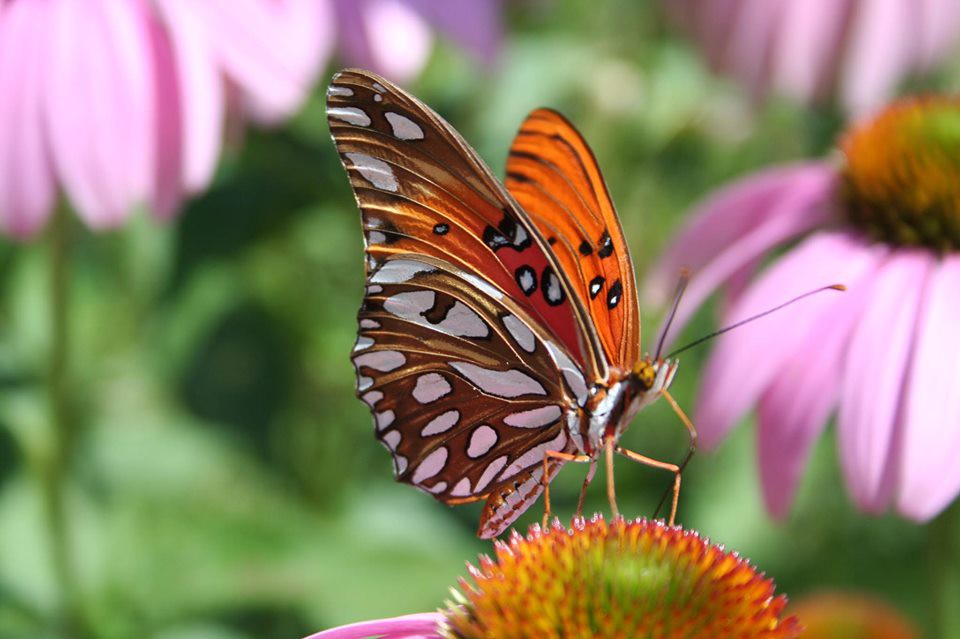 Khu vườn trồng rau quả sạch rộng 4000m² của gia đình nhiều thế hệ gắn bó với nghề nông-16